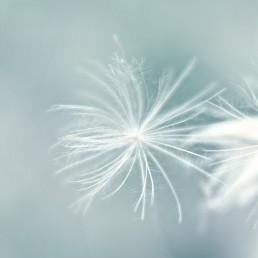 fairy seed