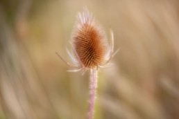 teasles