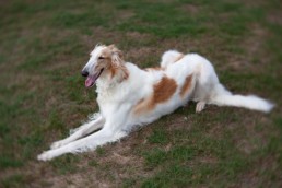 borzoi